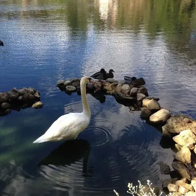 SRF, Pacific Palisades, CA